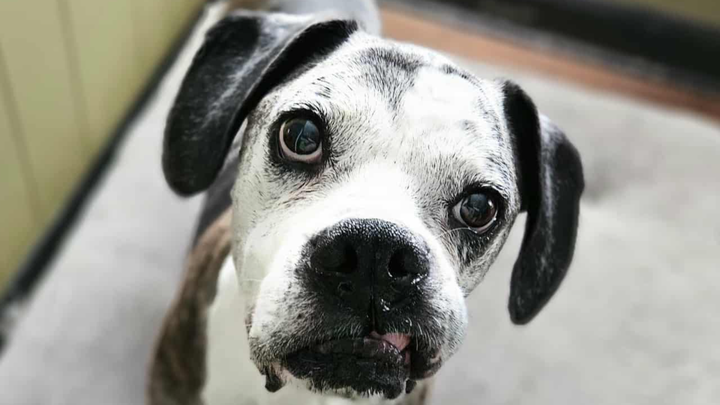 Fundraiser for Maxie’s Emergency Care campaign photo, 1 of 5