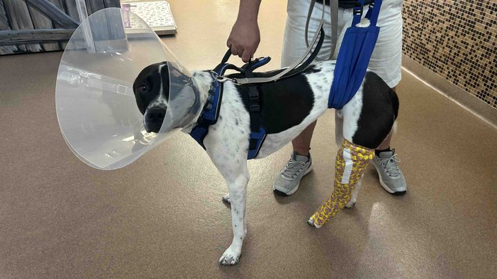 Zane, our sweet and lovable, four year old pointer mix. campaign photo, 1 of 6