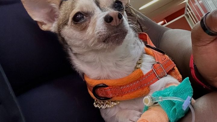 Operation : Save Shelly