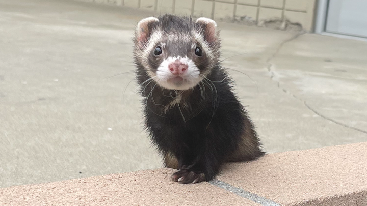 Mushus vet bills campaign photo, 1 of 3