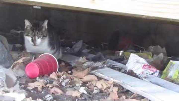 Help Metro Cat Rescue help Community Cats! video thumbnail, 1 of 3