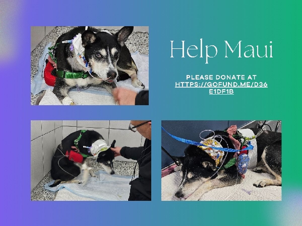 Fundraiser’s main image