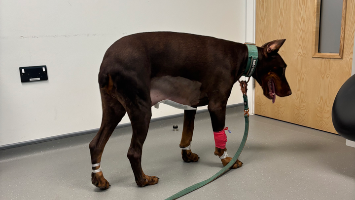 Barney’s Emergency Vet Fees for GDV campaign photo, 1 of 6