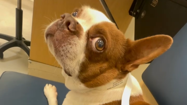 Maggie Mae's Urgent Care and Recovery Needs campaign photo, 1 of 3
