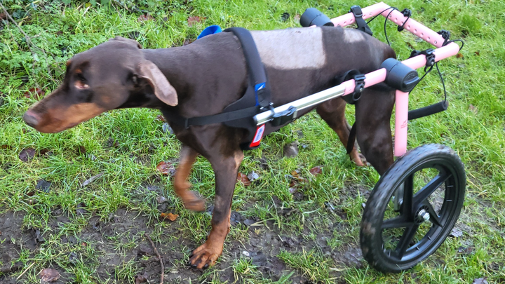 Zoo the disabled dobermann campaign photo, 1 of 8