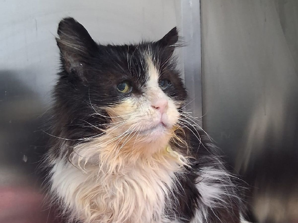 Fundraiser by Bella Steltzer : Help Save Franks Life - Stray Cat