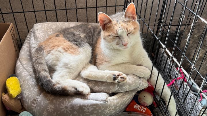 A Safe Haven for Cats Needs a New Door campaign photo, 1 of 10