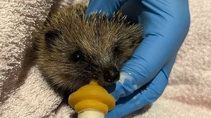 Ealing Hedgehog Friends organised campaign photo, 1 of 6