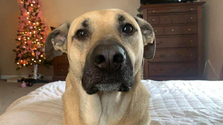 Save Jackson: Emergency Surgery Needed campaign photo, 1 of 8