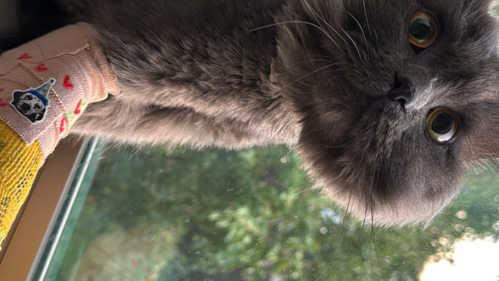 Help Save My Young Cat’s Leg campaign photo, 1 of 8