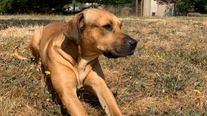 Support Paige and Michael's Pet Cancer Battle campaign photo, 1 of 8