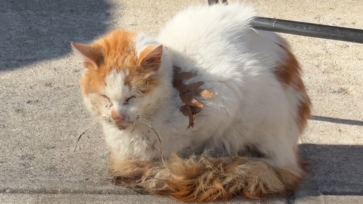 Help Save a Stray Cat in Urgent Need campaign photo, 1 of 8