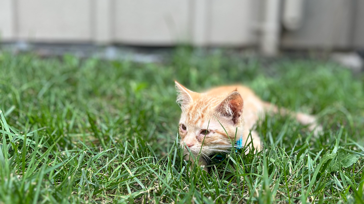 Donate to Teddy's Lifesaving Treatment campaign photo, 1 of 7