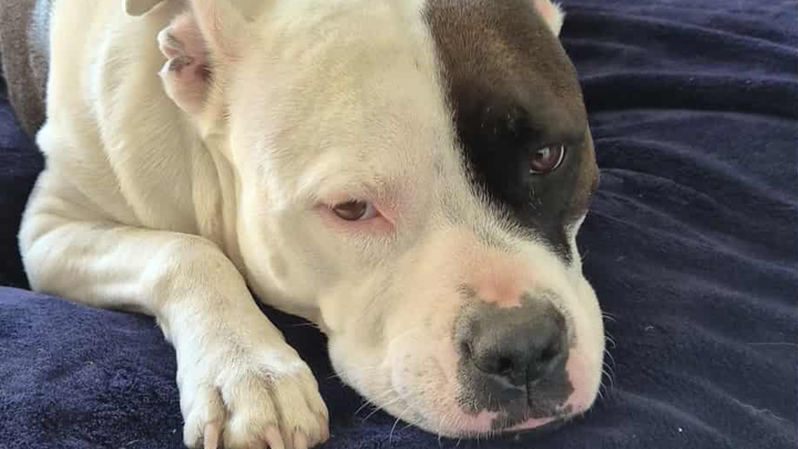 Donate to Save Happy, Tom's Beloved Service Dog campaign photo, 1 of 6