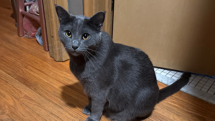 Bear's Orthopedic Surgery: Your Help Matters campaign photo, 1 of 8