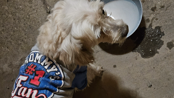 Urgent Care for Hit-and-Run Dog who was abandoned! campaign photo, 1 of 8