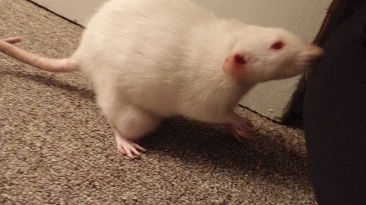 Main fundraiser photo