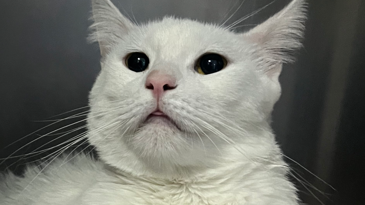 Murmur's Leg Surgery and Heart Treatment campaign photo, 1 of 8