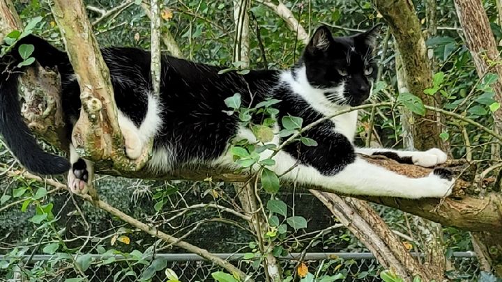 FURRUSPURR CAT SANCTUARY, INC. NON-PROFIT campaign photo, 1 of 3