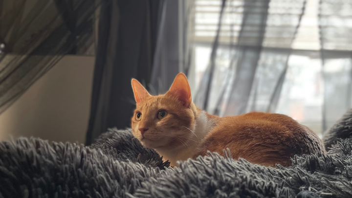 Help Kovu Get the Treatment He Needs campaign photo, 1 of 7