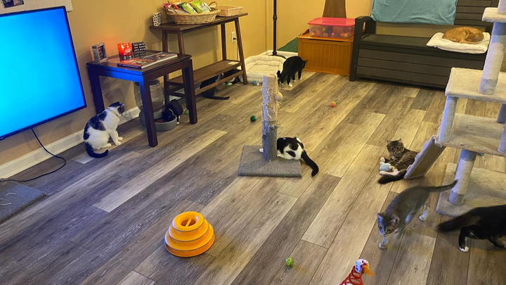 Support Catpurrccinos' Mission to Rescue Cats campaign photo, 1 of 7