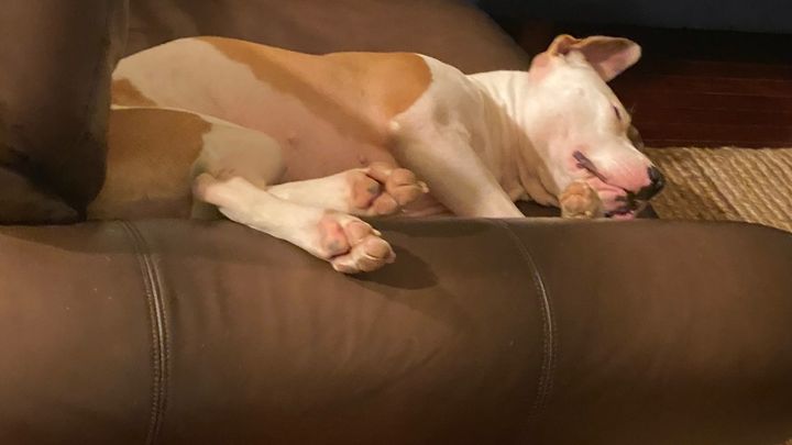 Your favorite internet dog niece needs longterm care campaign photo, 1 of 5
