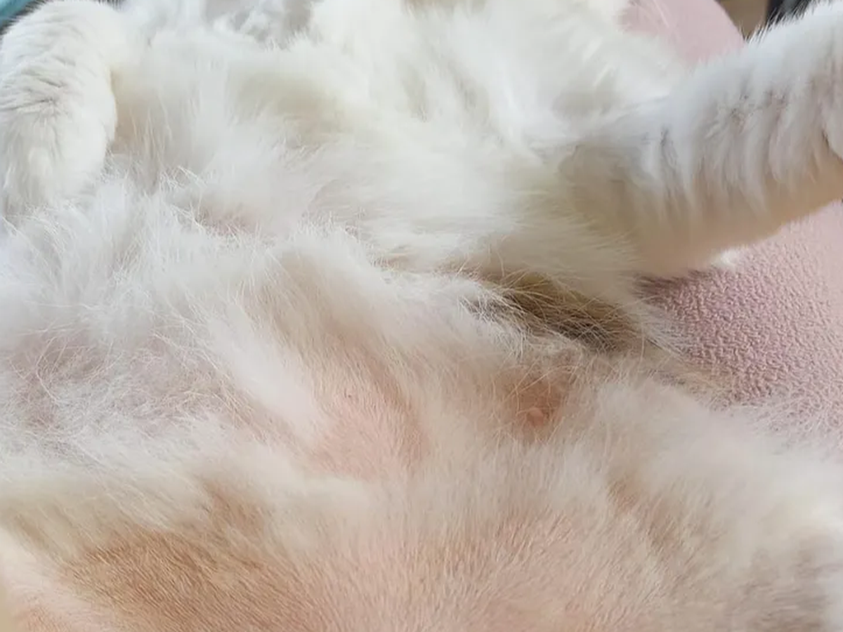 Fundraiser by Lisa Wieldraaijer : Lisa Wieldraaijer vraagt jouw hulp voor  een goed doel, image size:1200x900