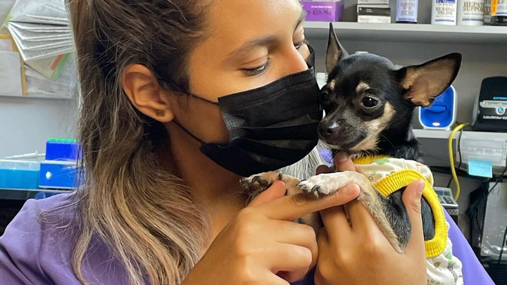 ✨ Help Me Study Abroad & Keep Saving Animals! campaign photo, 1 of 7