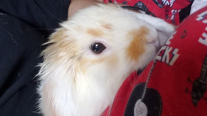 Help Bring Tater Tot Home campaign photo, 1 of 7
