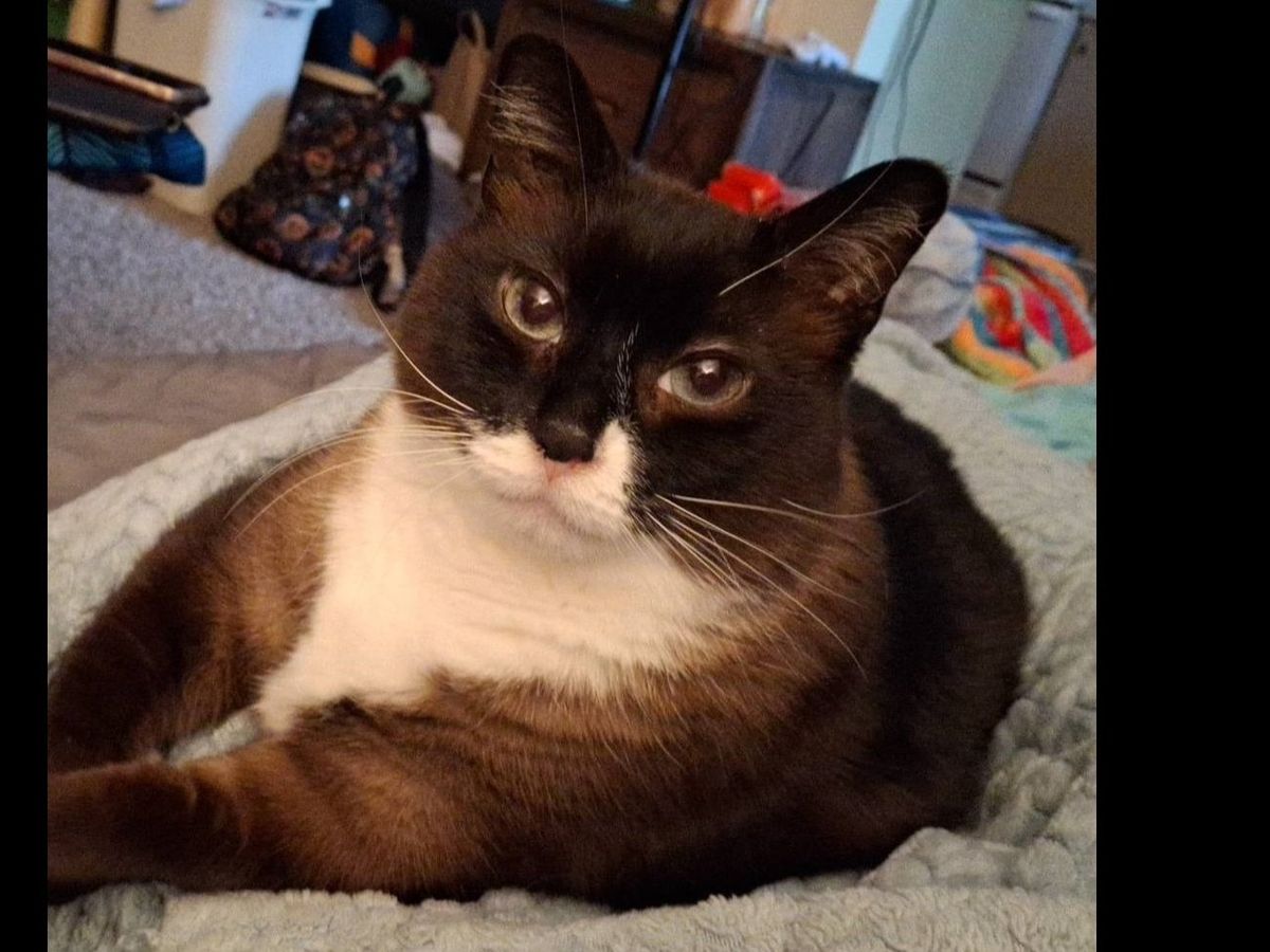 Help Pay for Kepler's Emergency Vet Visits campaign photo, 1 of 6
