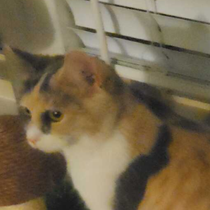 God's Creation Animal Shelter