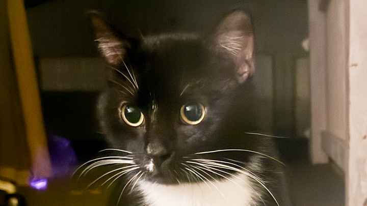 Help This Stray Cat Get the Care He Needs campaign photo, 1 of 8