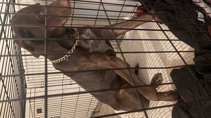 Help save my dog's life from a hit and run campaign photo, 1 of 3