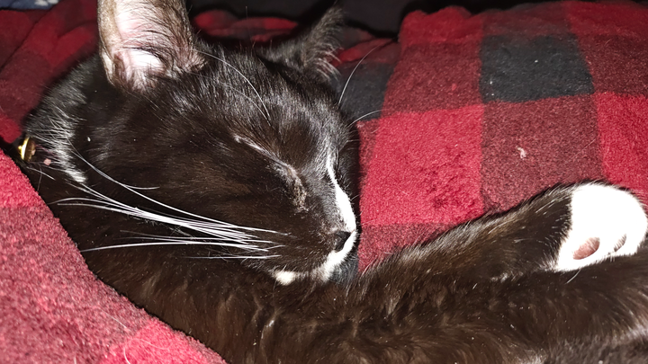Help Sparta Get Urgent Medical Care campaign photo, 1 of 8