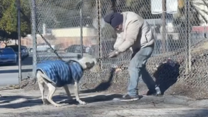 Support Housing for a Homeless Man and His Pitbull campaign photo, 1 of 7