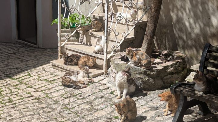 Cura dei Gatti di Civitella – Caring for Civitella’s Cats campaign photo, 1 of 8