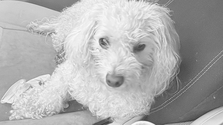 Lilly is my baby girl campaign photo, 1 of 7