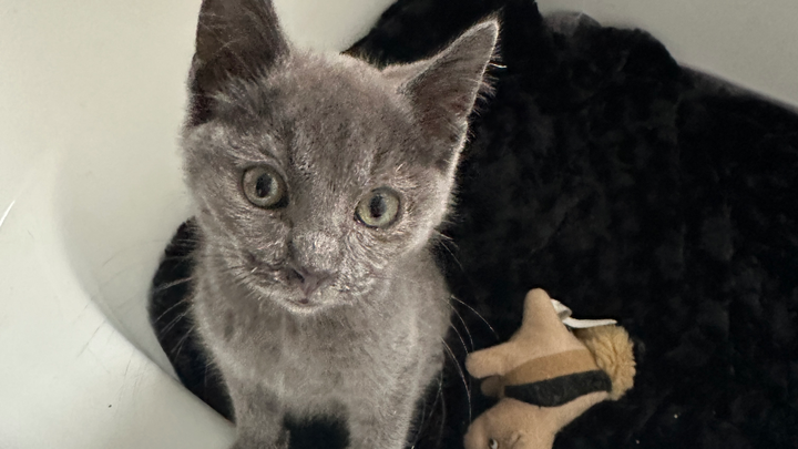 Help Save Kitten with Emergency Procedure campaign photo, 1 of 3