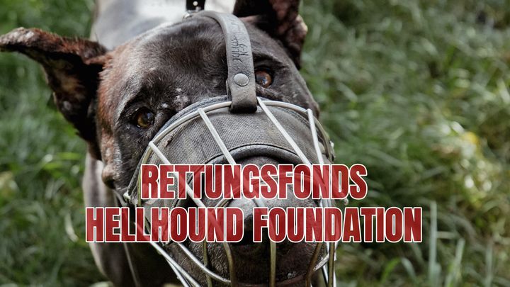 Rettungsfonds für die Hellhound Foundation campaign photo, 1 of 3