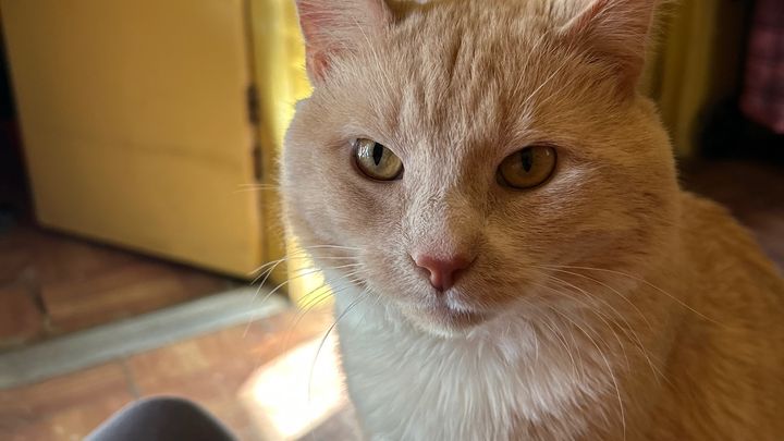 Help Boo-Boo Get Lifesaving Surgery campaign photo, 1 of 8