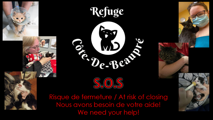 Urgence : Aidez Chantal à sauver son refuge pour chats campaign photo, 1 of 8