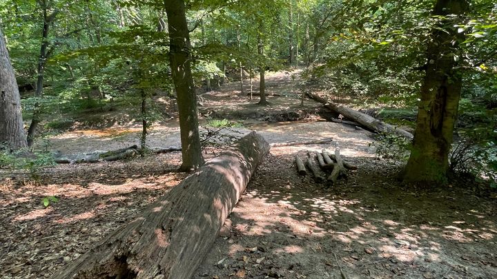Eagle Scout Project at Saddler's Woods campaign photo, 1 of 3