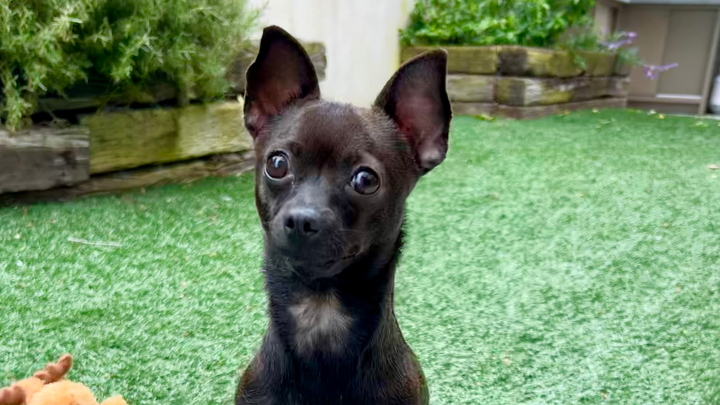 Two Legs, One Big Heart — Help Roo Heal Her Smile campaign photo, 1 of 4