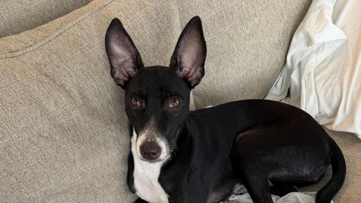 Help us to send our dogs to the USA 2026 campaign photo, 1 of 5