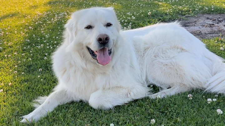Lexie's Emergency Hip Surgery Fund - Anything Helps ❤️ campaign photo, 1 of 7