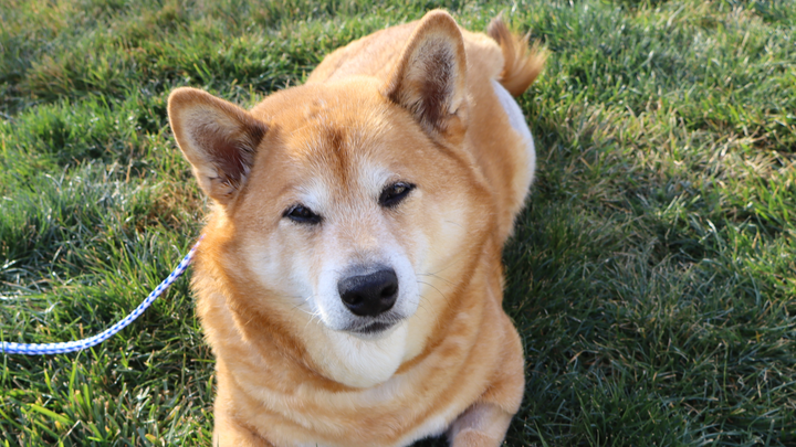 Help Miyagi Get the Surgery He Needs campaign photo, 1 of 2