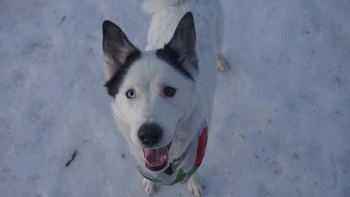 Help Our Sweet Dog Oreo Recover campaign photo, 1 of 7