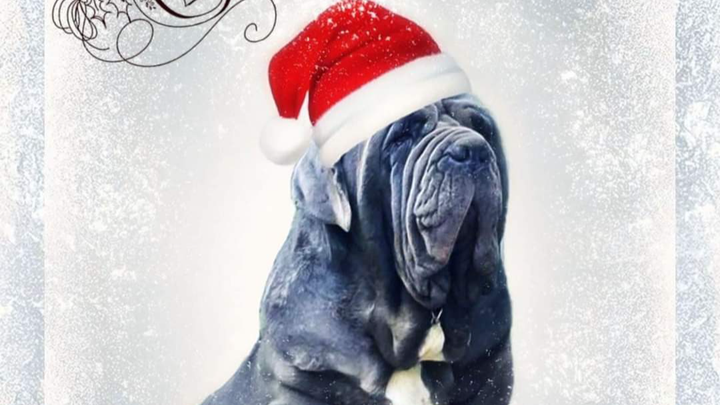 #Tierschutz_Gnadenhof_braucht _dringend_Weihnachtswunder campaign photo, 1 of 8