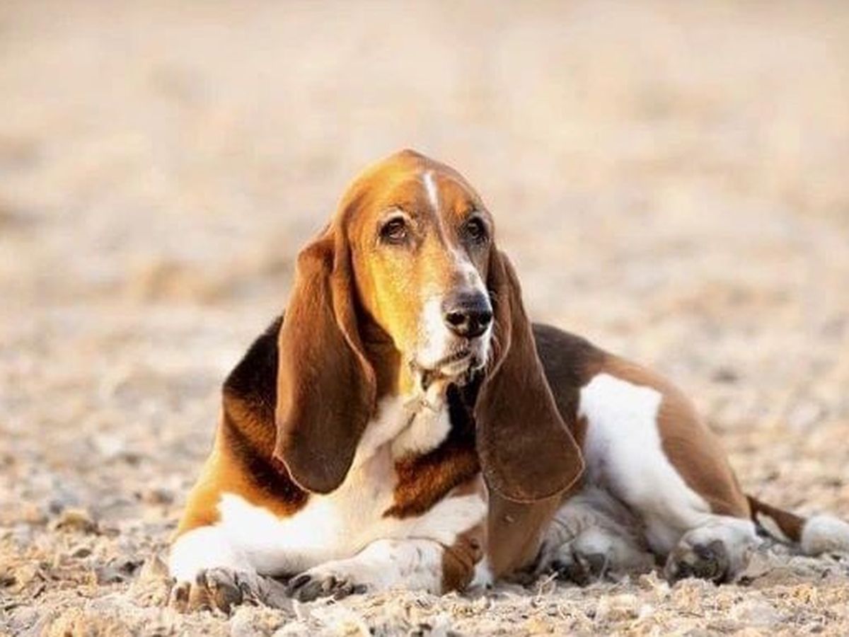 are basset hounds expensive