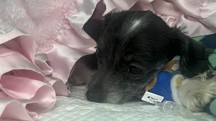 PLEASE Help Diamond. She needs to come home. campaign photo, 1 of 4